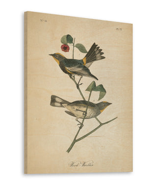 Vintage Warbler II Print