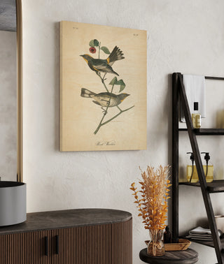 Vintage Warbler II Print