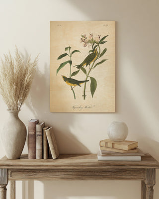 Vintage Warbler III Print