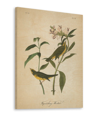 Vintage Warbler III Print