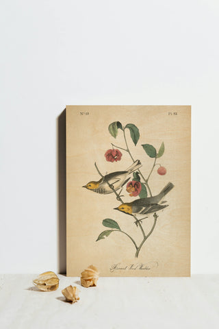 Vintage Warbler IV Print