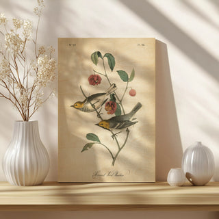 Vintage Warbler IV Print