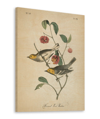Vintage Warbler IV Print