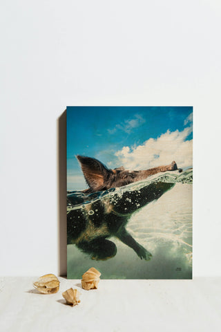 Swimming Pig Print