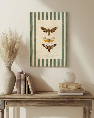 Vintage Moths Stripe I Print