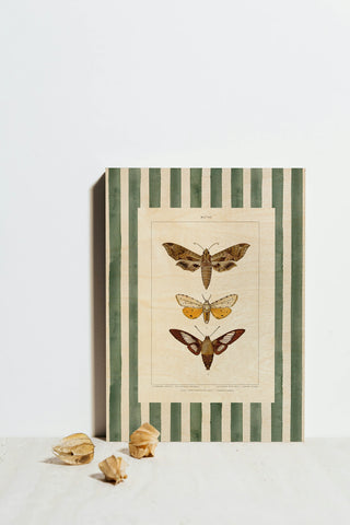 Vintage Moths Stripe I Print