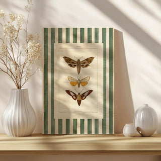 Vintage Moths Stripe I Print