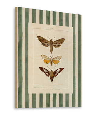 Vintage Moths Stripe I Print