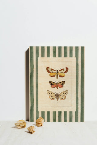 Vintage Moths Stripe II Print