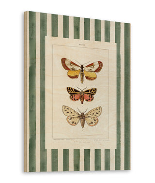 Vintage Moths Stripe II Print