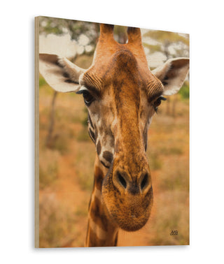 Silly Giraffe II Print