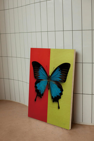 Chromatic Butterfly I Print