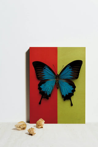 Chromatic Butterfly I Print