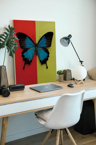 Chromatic Butterfly I Print