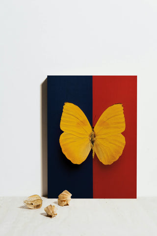 Chromatic Butterfly II Print