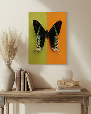Chromatic Butterfly IV Print
