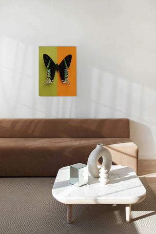 Chromatic Butterfly IV Print