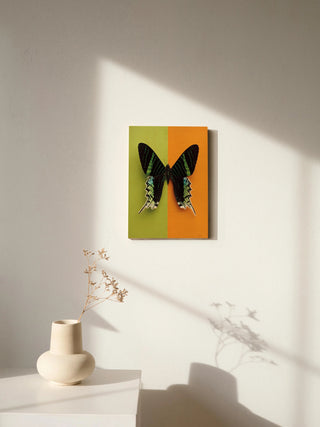 Chromatic Butterfly IV Print