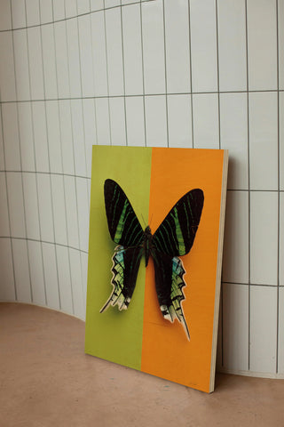 Chromatic Butterfly IV Print