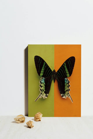 Chromatic Butterfly IV Print