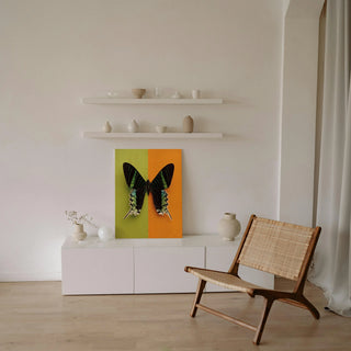 Chromatic Butterfly IV Print