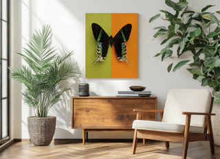 Chromatic Butterfly IV Print
