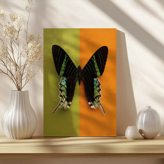 Chromatic Butterfly IV Print