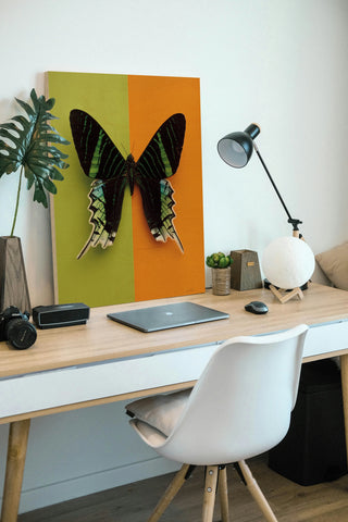 Chromatic Butterfly IV Print