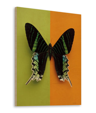 Chromatic Butterfly IV Print