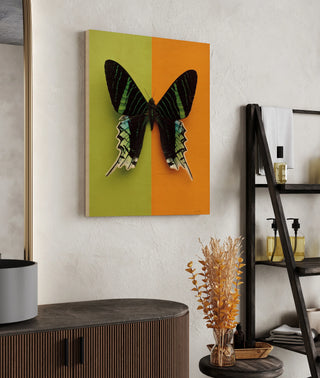 Chromatic Butterfly IV Print