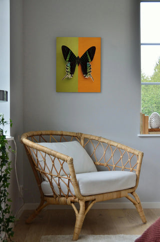 Chromatic Butterfly IV Print