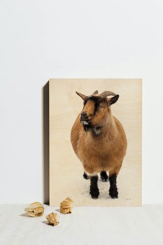 Two Little Goats II Print