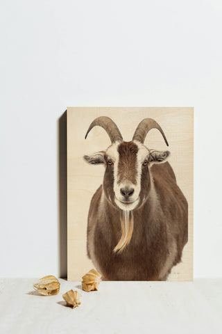 Susan the Goat Print