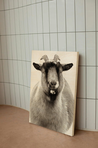Sally the Goat Print