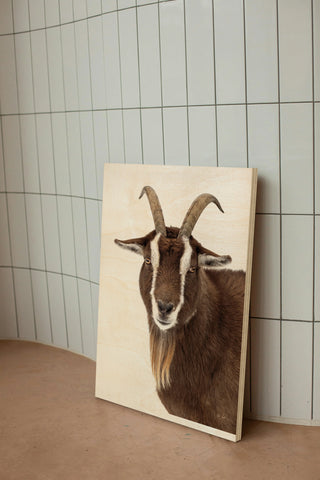 Billy the Goat Print