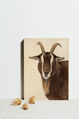 Billy the Goat Print