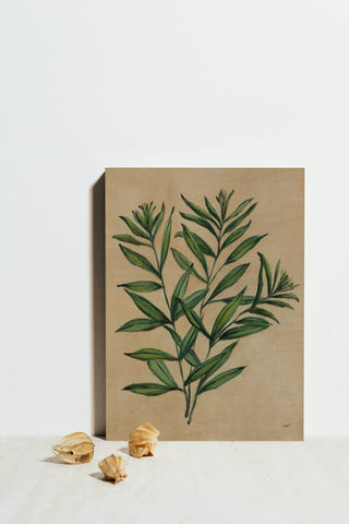 Herbal IV Print