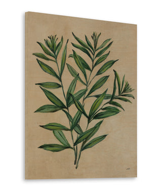 Herbal IV Print