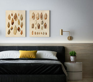 Cone Shell Display Set of 2 Prints