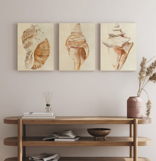 Seashell Set of 3 Prints